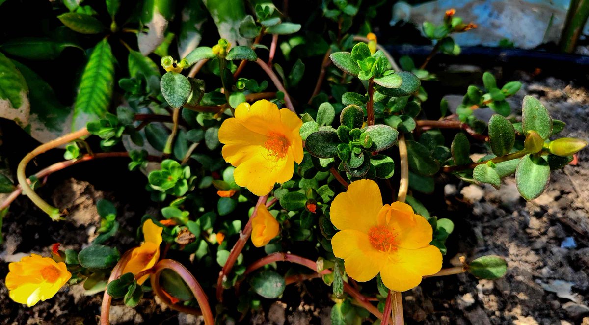 i9663vi's tweet photo. Nuovo Upgrade di Piante e Fiori.
Lasciati incantare dalla bellezza e dai dettagli nascosti della natura.🌱🌾🌻
✨ Edit by I9663VI 📅 Data: 06 Agosto 2026
📸 Scopri l'album completo qui: 👉 Guarda tutte le foto su https://t.co/mCv6cplGcw
#Stepart #Nature #Photography #NatureMagic #NatureLove #Flora #GreenVibes