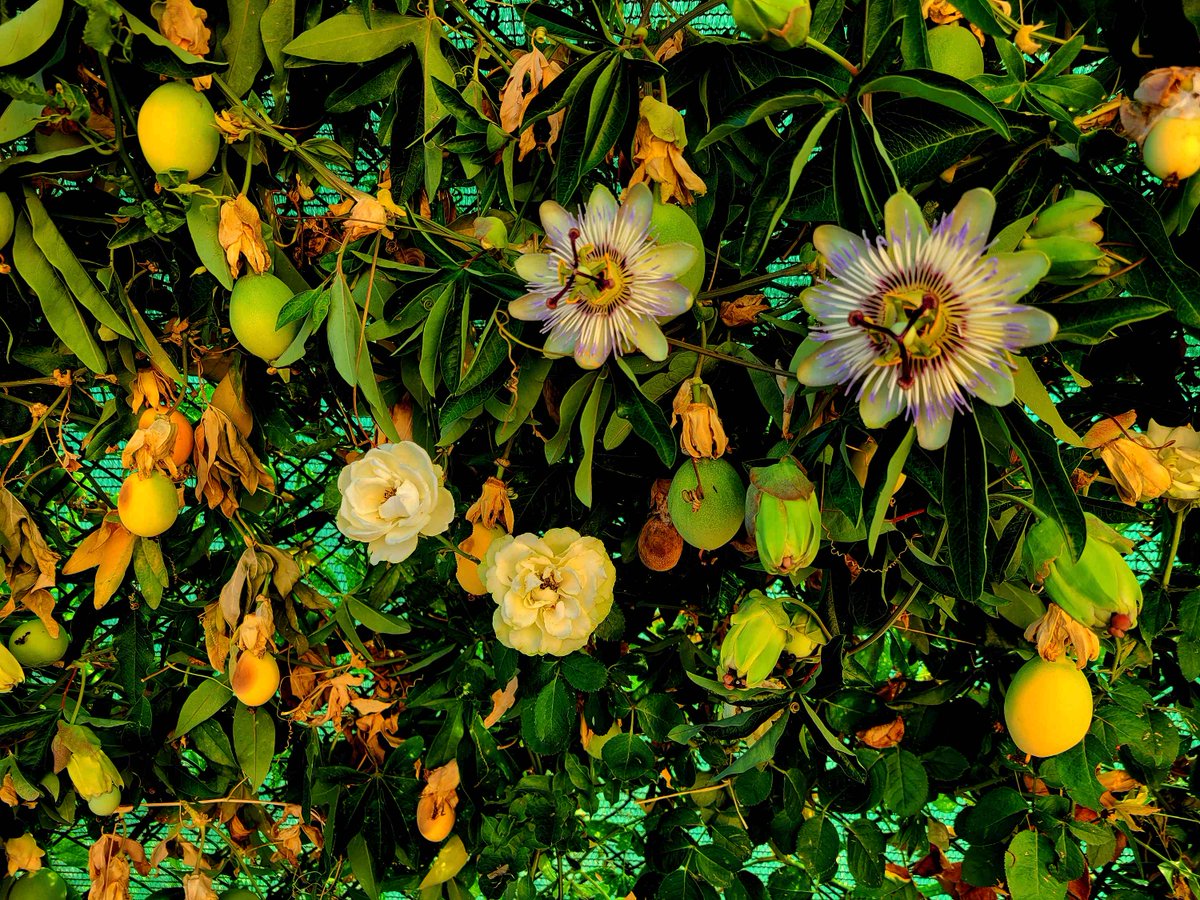 i9663vi's tweet photo. Nuovo Upgrade di Piante e Fiori.
Lasciati incantare dalla bellezza e dai dettagli nascosti della natura.🌱🌾🌻
✨ Edit by I9663VI 📅 Data: 06 Agosto 2026
📸 Scopri l'album completo qui: 👉 Guarda tutte le foto su https://t.co/mCv6cplGcw
#Stepart #Nature #Photography #NatureMagic #NatureLove #Flora #GreenVibes