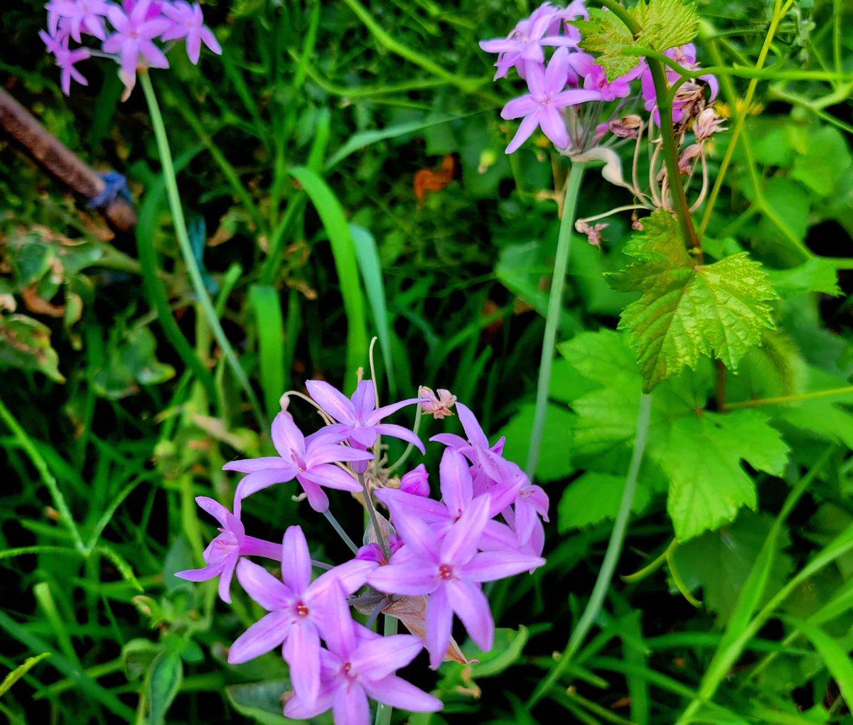 i9663vi's tweet photo. Nuovo Upgrade di Piante e Fiori.
Lasciati incantare dalla bellezza e dai dettagli nascosti della natura.🌱🌾🌻
✨ Edit by I9663VI 📅 Data: 06 Agosto 2026
📸 Scopri l'album completo qui: 👉 Guarda tutte le foto su https://t.co/mCv6cplGcw
#Stepart #Nature #Photography #NatureMagic #NatureLove #Flora #GreenVibes