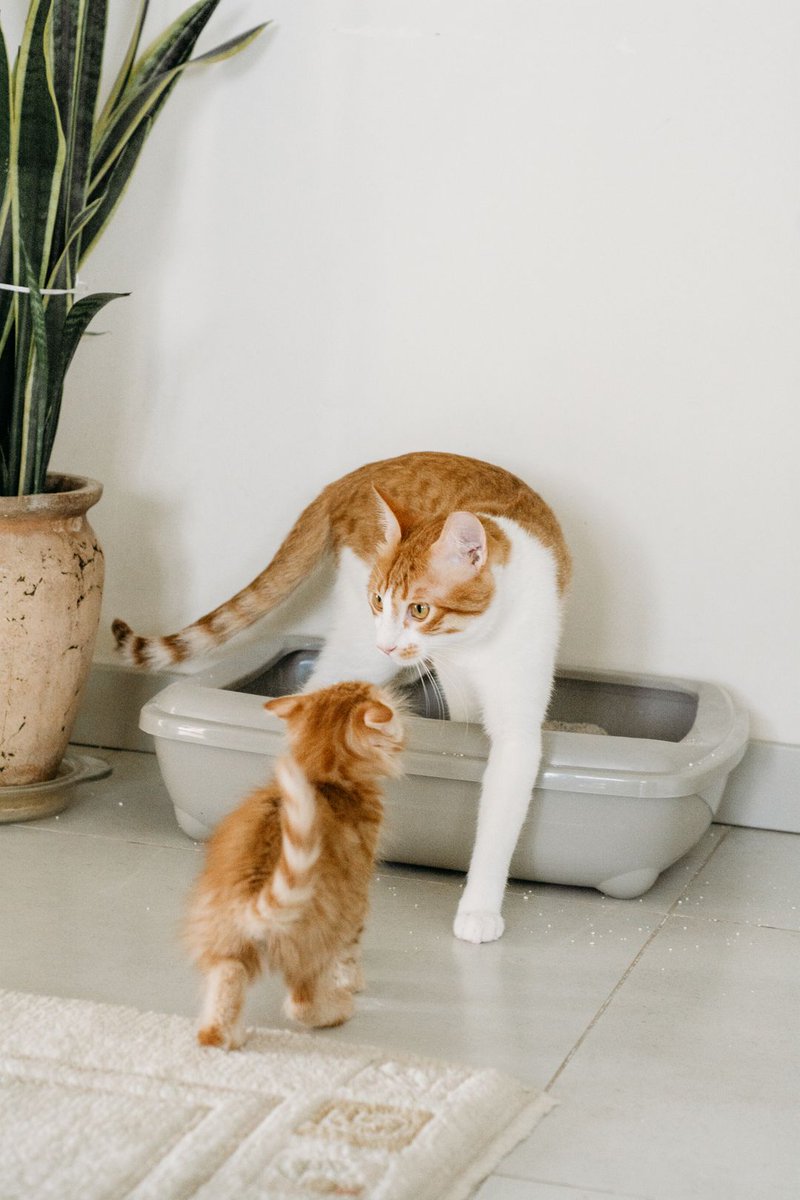 petcityware's tweet photo. A clean kitten litter box is essential for happy, healthy furballs!
How often do you scoop, and do you have any litter training tips to share with fellow cat parents?
Please like, share, and follow us! #catcare #kittenlife
https://t.co/XpwYhhLGSI https://t.co/Cy231rF2gv