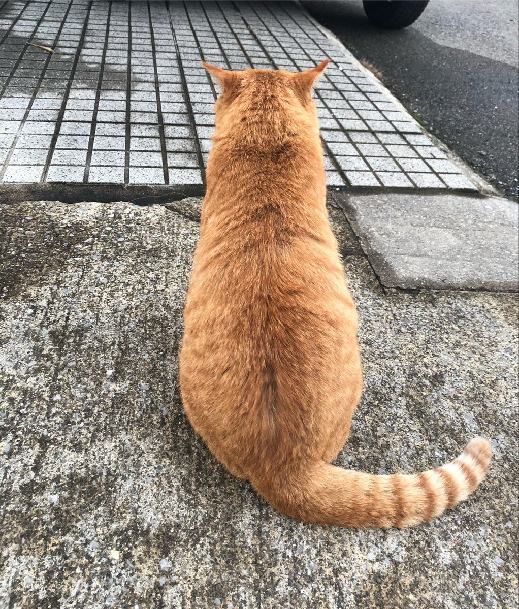 KT__04LS's tweet photo. #SiMねこ盤
 茶トラの
みみちゃん🐈

3枚までなので素材っぽいものを厳選❕ https://t.co/ZcFCajejfJ