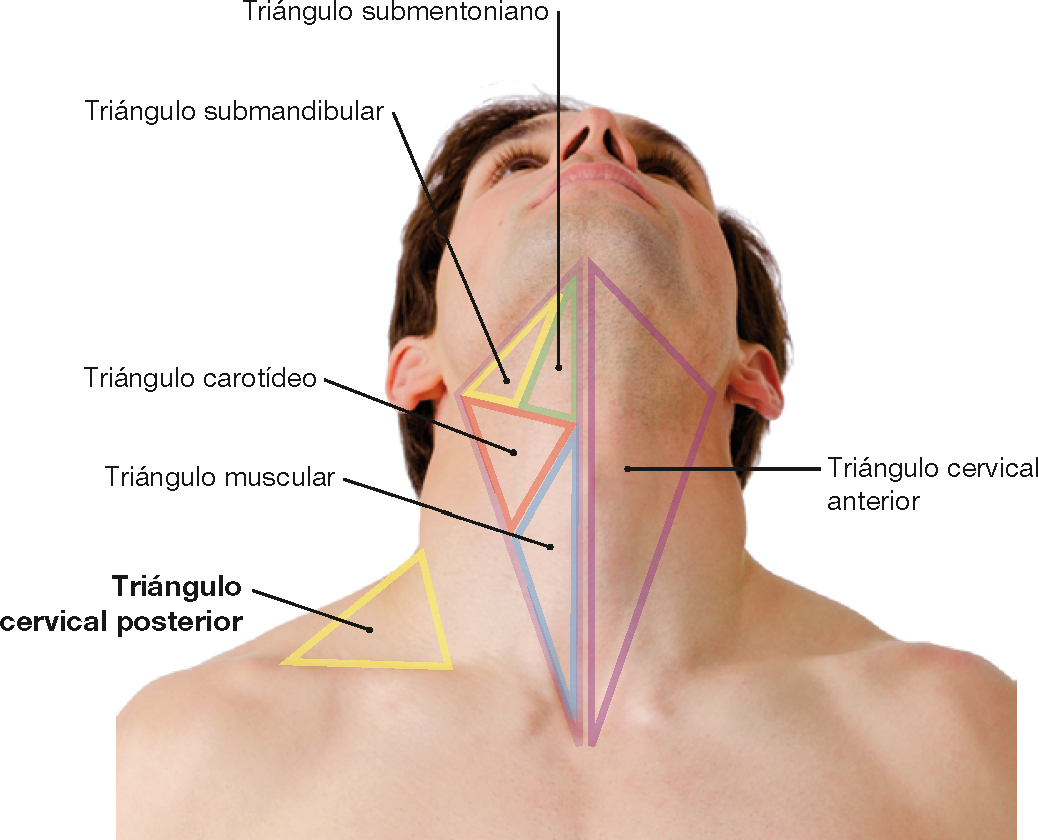 PasionAnatomia's tweet photo. Triángulos cervicales anterior y posterior del #cuello 
El triángulo cervical anterior (violeta) se divide en #TriánguloSubmentoniano (verde), #TriánguloSubmandibular (amarillo), #TriánguloCarotídeo (rojo) y #TriánguloMuscular (azul) https://t.co/Z5mbZTYxcJ