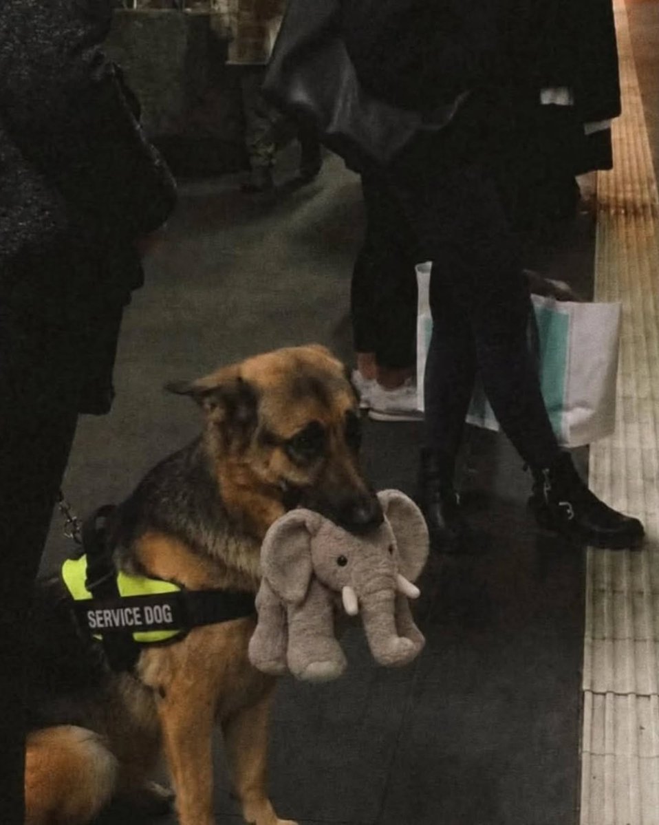 barbie_context's tweet photo. Un pastor alemán suspendió su evaluación como perro de servicio porque no quiso soltar su elefante de peluche. https://t.co/3bnum8iV8U