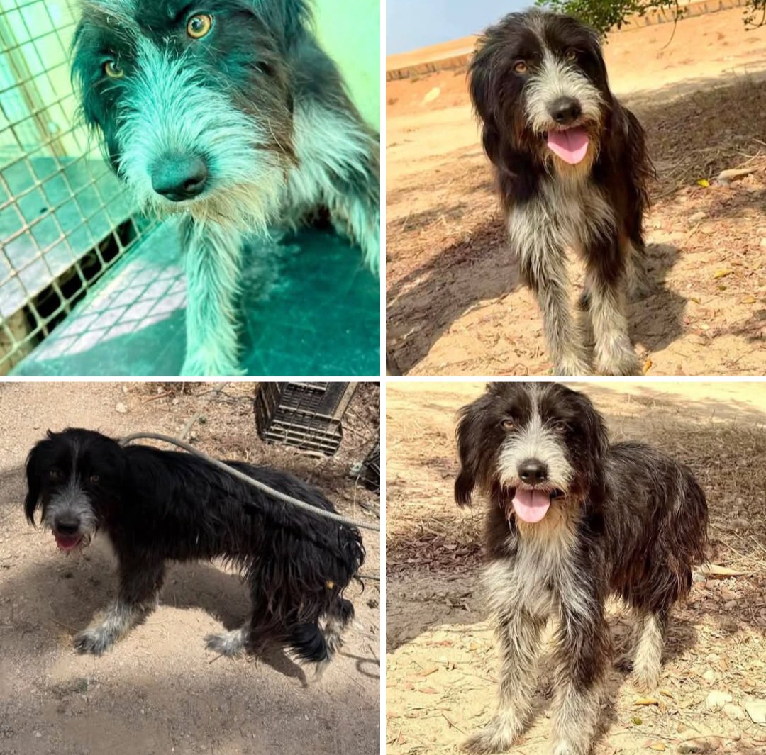 MarioliRm's tweet photo. Murcia
Se llama Sahara  y nacio en Julio de 2024
Es una belleza 😍 de pelo largo,las fotos no le hacen justicia
Si la conocieras te ❤️ porque encima es un cielo
Te animas a darla un hogar pliss?🙏🏻🙏🙏🏿
Contacta Whatsapp 613059145 https://t.co/m382QvOqgS