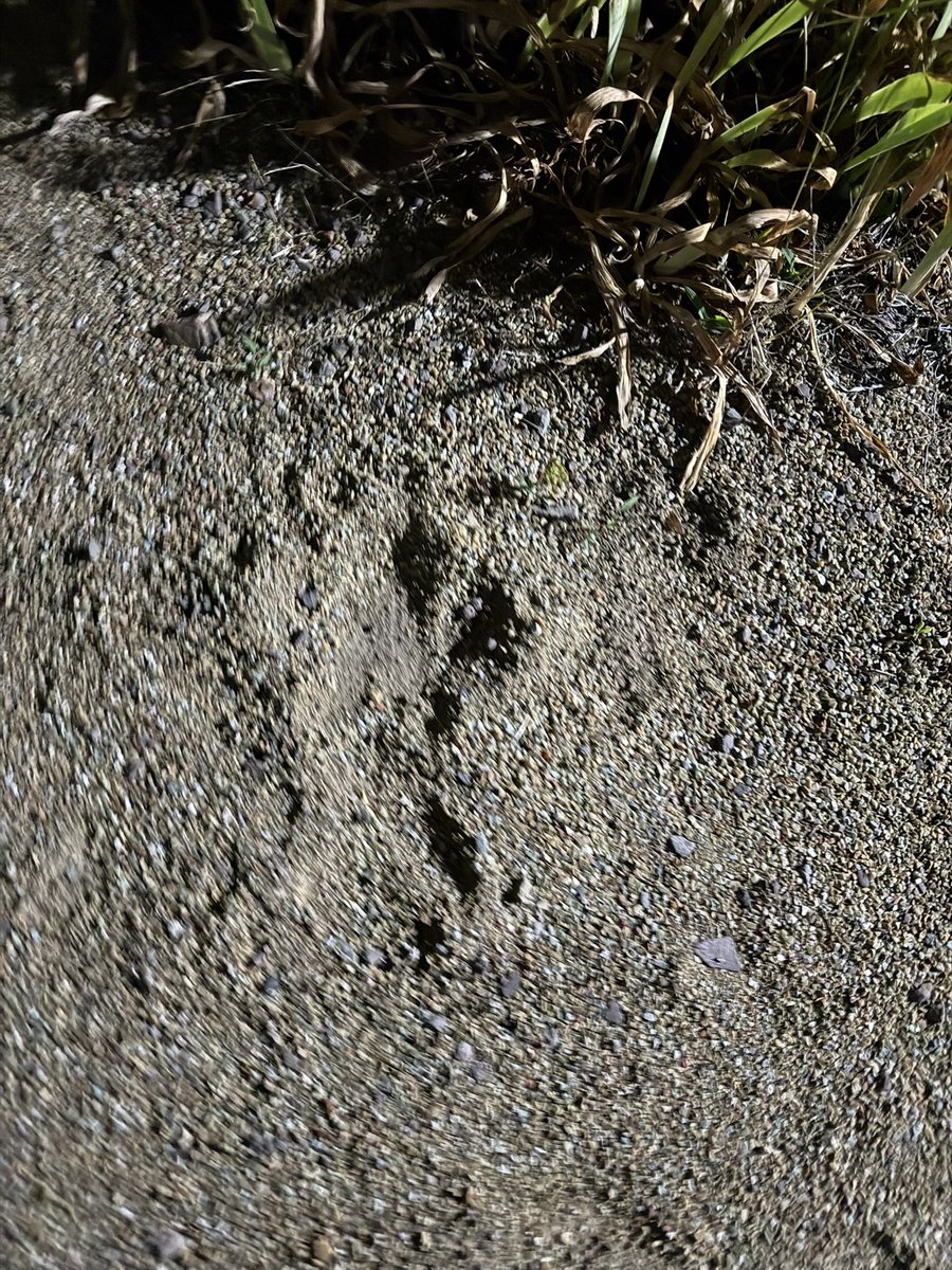 if_lll_'s tweet photo. 有識者の方、これは何かの足跡ですか？？ https://t.co/TvREfwp2V2