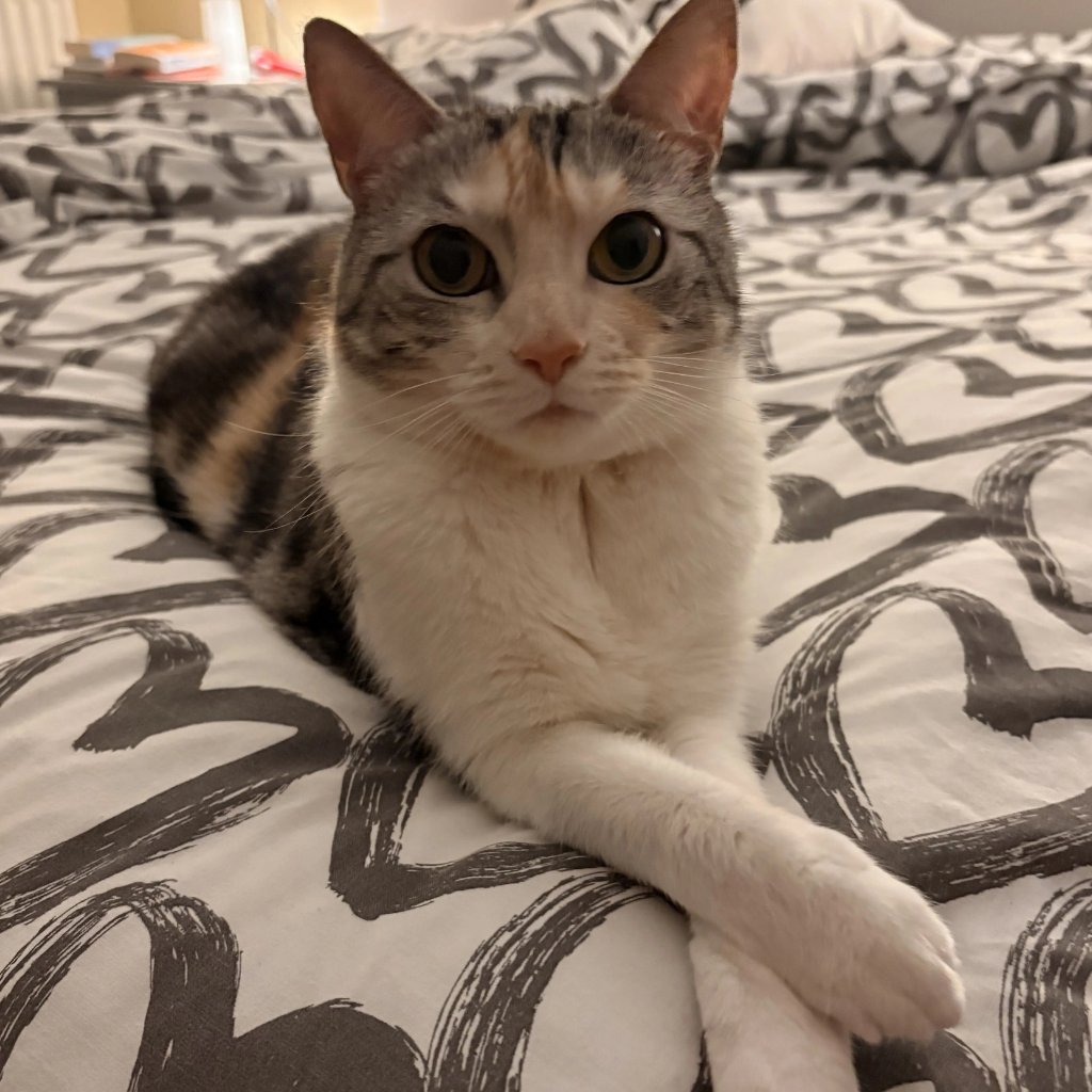 Battersea_'s tweet photo. Purr Minister 2026 is back 💙

Cats belonging to four MPs and Peers are up for the title, with their manifurstos setting out why they should rule the House.

🐱 Millie
🐱 Ebba
🐱 Bella
🐱 Clem and Mo

Voting closes 31 August: https://t.co/tnEP4DVKls https://t.co/wrbpovS4Gn