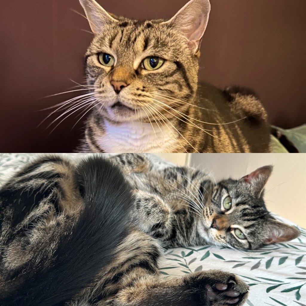 Battersea_'s tweet photo. Purr Minister 2026 is back 💙

Cats belonging to four MPs and Peers are up for the title, with their manifurstos setting out why they should rule the House.

🐱 Millie
🐱 Ebba
🐱 Bella
🐱 Clem and Mo

Voting closes 31 August: https://t.co/tnEP4DVKls https://t.co/wrbpovS4Gn