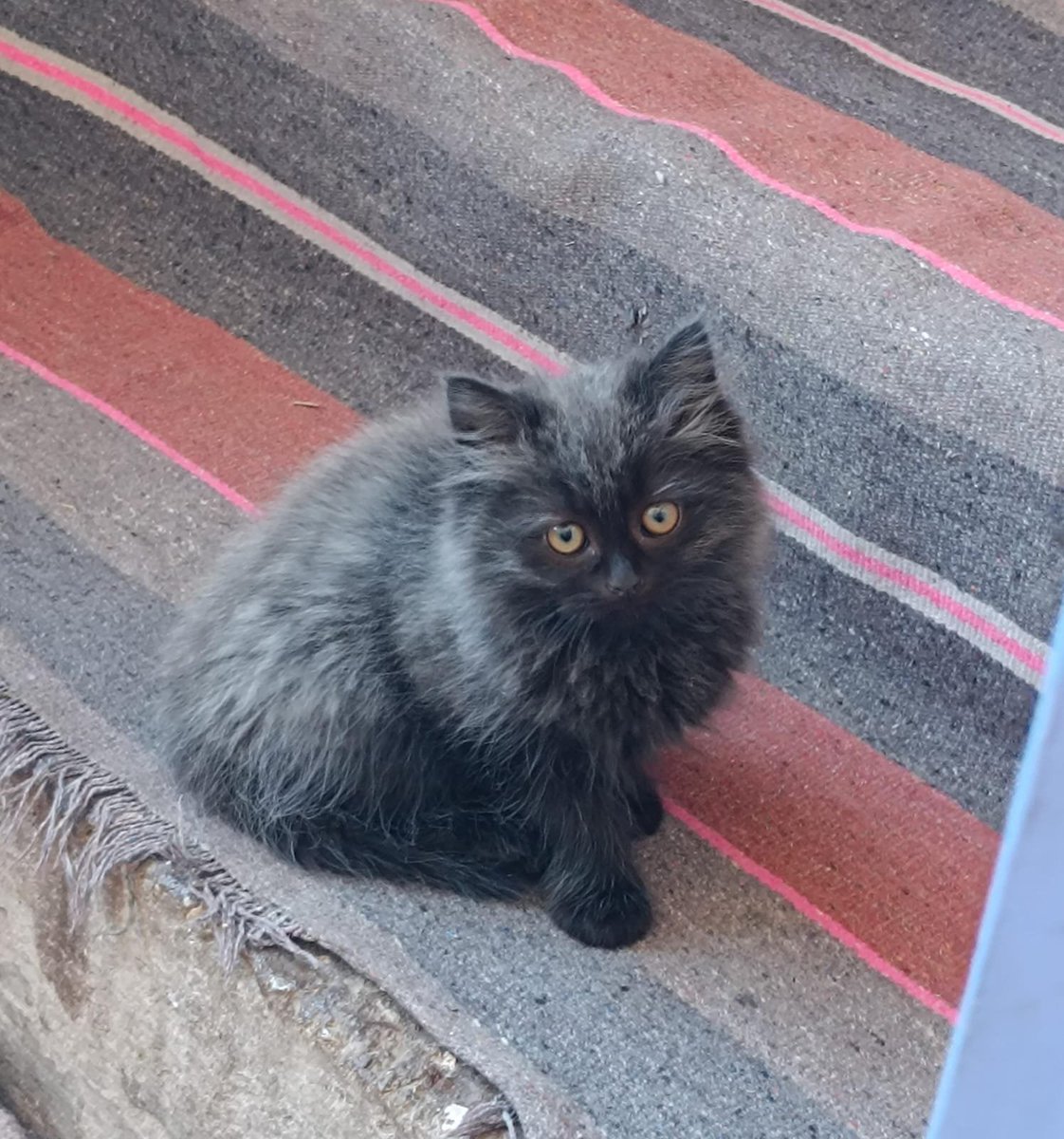 sanashitakizoku's tweet photo. Kuyruklu Şakir isteyen var mı? Bu bebeğimizin yuvası yok. Afyon veya pet nakil karşılayabilecek yuvalara sahiplendirme yapabiliriz. Kısırlaştırma ve takip şartıyla veriyoruz. https://t.co/XjpEARetwF
