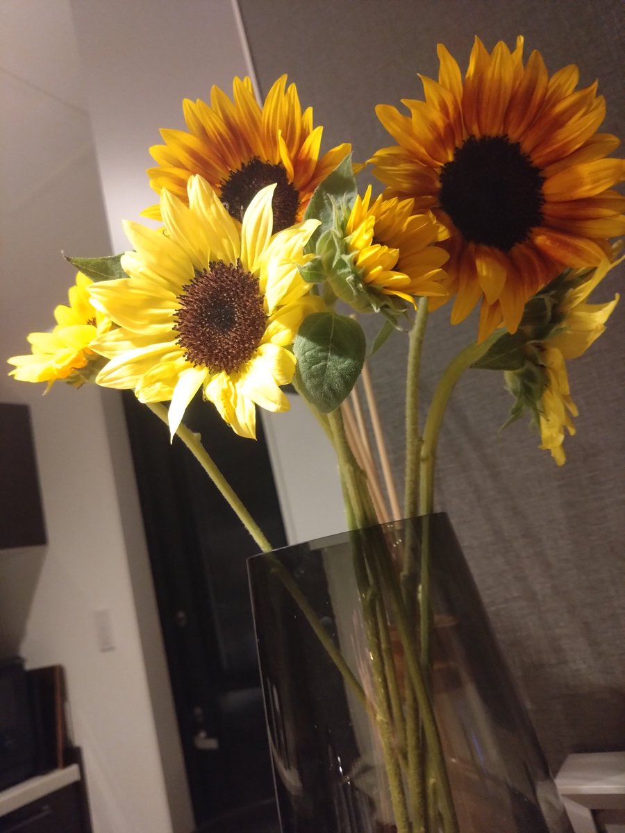 KntYcman's tweet photo. 暑くなって切り花あまり買ってなかったんだけど…💦
最近お疲れ過ぎて、癒しが欲しくなった🌻 https://t.co/OHop1uovIc