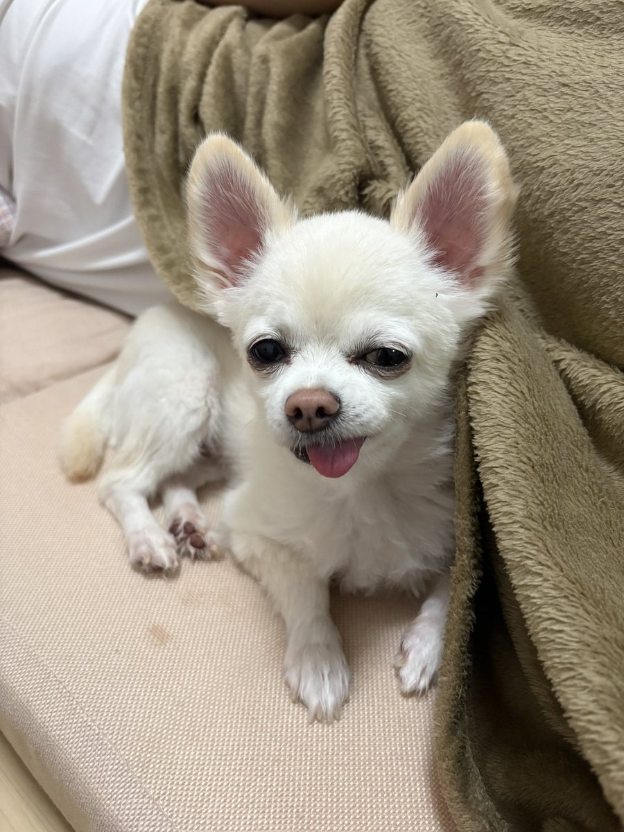 bechonnosuke's tweet photo. 名前:     べべ 🐶
あだ名: べっちょん 💕
犬種:     チワワ ✨🐾
性別:     男の子👦⭐️
誕生日: 2019年 3月生 (7歳)
性格: メンヘラ ⸜❤️⸝ かまってちゃん

特技:  主が出て行く気配を一瞬で感じ取り、💩をばら撒くこと
主がメイクし出したら出ていくサインやで🥲🐶

#今日のべべ
#チワワ
#犬
#いぬ https://t.co/3pvveC8vYd