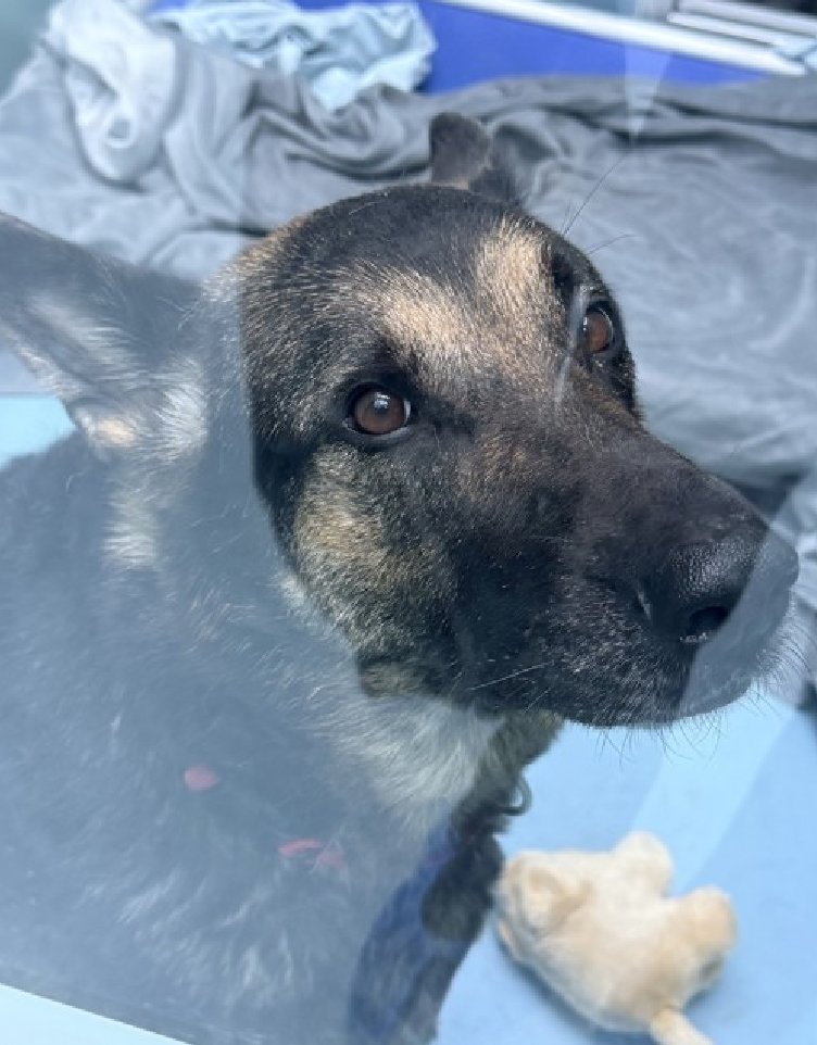TAV4NYCACCDogs's tweet photo. Meet Miracle💔🎯
https://t.co/smD4Q87IDf
Rescue Only
Foster Me
Pledge 4 Rescue
A devoted companion for 5 yrs. A family dog. Much more respectful to all of you than you were to her.
You let your child play w/ her food
How could you?
Now a good dog's life hangs in the balance https://t.co/hIjrX1dSUt