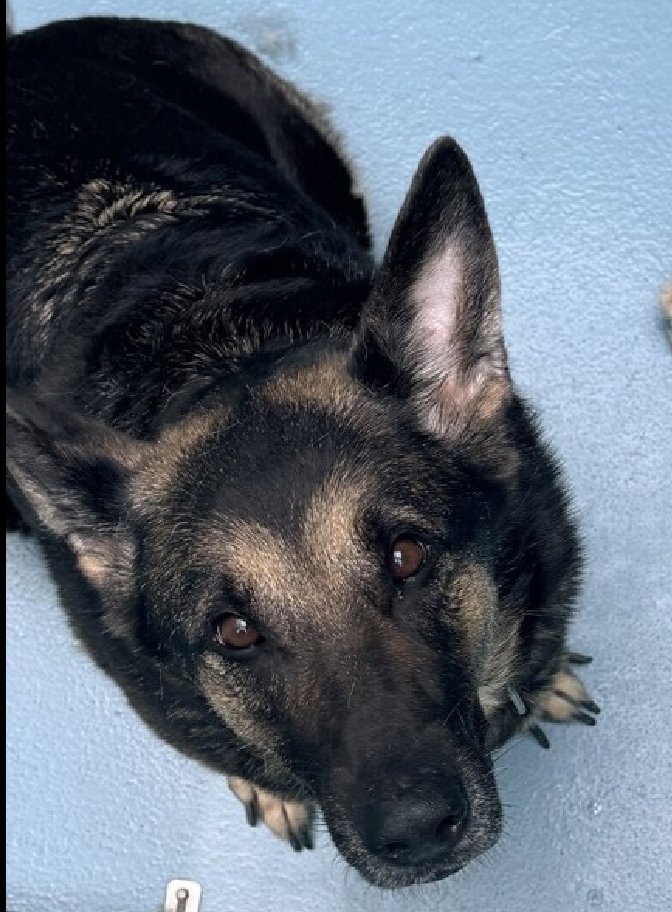 TAV4NYCACCDogs's tweet photo. Meet Miracle💔🎯
https://t.co/smD4Q87IDf
Rescue Only
Foster Me
Pledge 4 Rescue
A devoted companion for 5 yrs. A family dog. Much more respectful to all of you than you were to her.
You let your child play w/ her food
How could you?
Now a good dog's life hangs in the balance https://t.co/hIjrX1dSUt