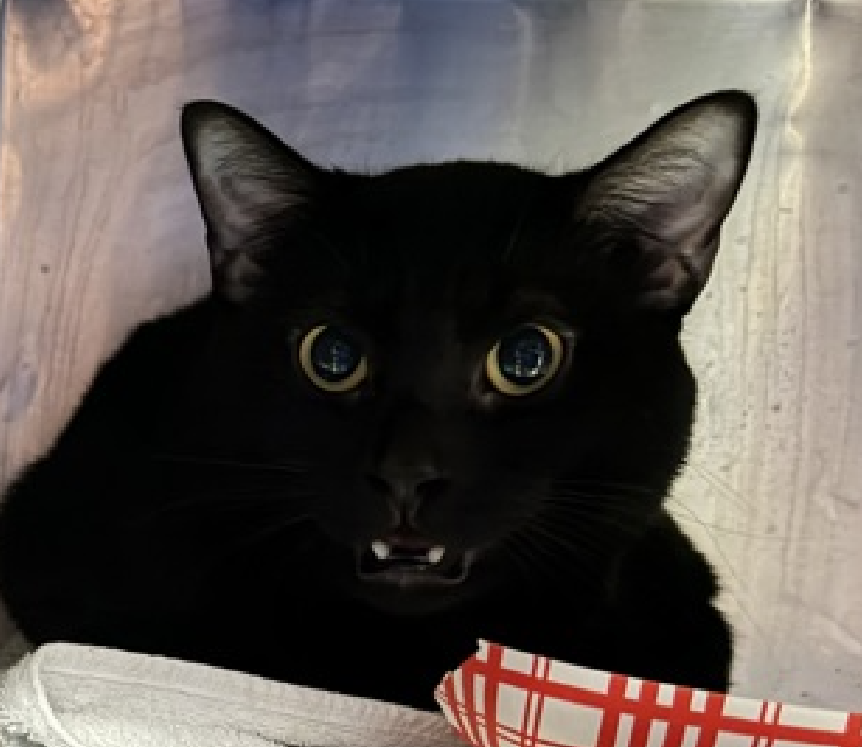 JLthekid9999's tweet photo. 🆘🆘 HARISSA (ID 259339), 2 YO, MALE – IN MANHATTAN ACC - came into the shelter as an aco - impound on 7/10/2026, with the surrender reason stated as animal behavior - aggressive towards people. 🆘🆘 😿 😿 😿 😿
➡️TBD 8/8/26
➡️ NEW HOPE PARTNER RESCUE ONLY
➡️ TOO LOW ON PLEDGES TO STIMULATE RESCUE INTEREST
➡️ 🆘🆘 3RD Chance on Emergency Placement List – NO ROOM IN SHELTER – WILL NOT BE GIVEN MUCH MORE TIME – VERY HIGH EU/SILENT KILL RISK– 🆘🆘 😱🔥🔥😱
➡️ 28 DAYS IN SHELTER – TOO LONG – TIME IS RUNNING OUT
➡️ HARISSA IS ON THE EPL FOR BEHAVIORAL REASONS - He is not thriving in the care center and continues to display distance-increasing behavior when approached for interactions. He has not warmed up despite staff using treats to build a positive association. This designation often means that the cat will be given very little time for rescue/foster/adoption.🔥🔥🔥🔥
Due to his stress levels, it is in his best interest to move out of the kennel environment and into a stable home as quickly as possible. He would do best in a home with adopters who are willing to give him plenty of time and space to adjust, and who have experience with helping a fearful cat adjust to strangers. ❤️ 😻❤️ 😻❤️ 😻
NICE THING ❤️ 😻❤️ 😻❤️ 😻
NEEDS OUT OF SHELTER ASAP –
Please RT or pledge, if you can, to save this little one.
@AdamsPaulGrimke
@mehser12
💔😿🙏Thank you