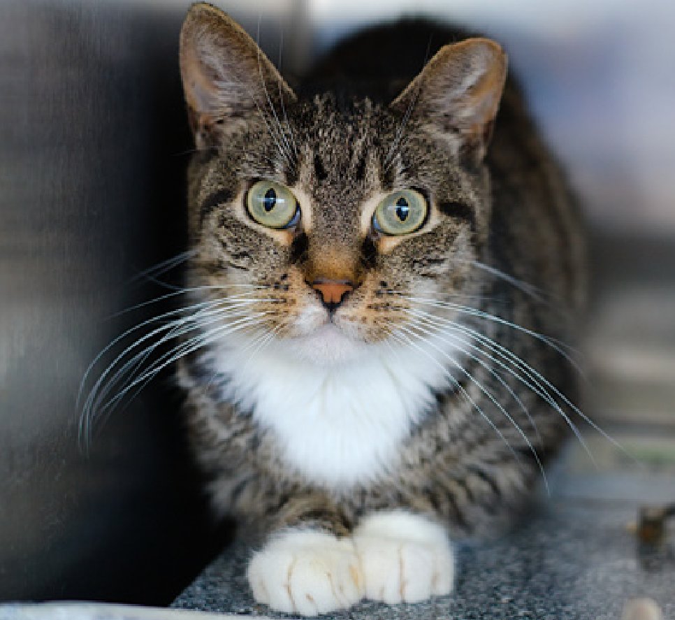 JLthekid9999's tweet photo. 🆘🆘 MATTHEW (ID 255803), 7 YO, FEMALE –  IN QUEENS ACC - came into the shelter as an owner surrender on 5/29/2026, with the surrender reason stated as not a fit - too many animals already.    🆘🆘 😿 😿 😿 😿

➡️TBD 8/8/26

➡️ SENIOR ALERT

➡️ MEDICAL PRIORITY – NEEDS MORE CARE AND ATTENTION THAN THE SHELTER CAN PROVIDE – 😱😱😱

➡️ TOO LOW ON PLEDGES TO STIMULATE RESCUE INTEREST

➡️ 🆘🆘  3RD Chance on Emergency Placement List – NO ROOM IN SHELTER – WILL NOT BE GIVEN MUCH MORE TIME – VERY HIGH EU/SILENT KILL RISK– 🆘🆘 😱🔥🔥😱

➡️ 70 DAYS IN SHELTER – TOO LONG – TIME IS RUNNING OUT

➡️ MATTHEW IS ON THE EPL FOR MEDICAL REASONS - Matthew has severe dental disease and was noted to have lost a pound over the two months she has been in shelter, despite a reportedly good appetite. Her bloodwork showed some abnormalities, but was not diagnostic for any particular disease. An underlying systemic disease is suspected and additional diagnostics including abdominal ultrasound are recommended.  This evaluation/diagnosis means that MATTHEW will be given very little time for rescue/foster/adoption.🔥🔥🔥🔥

Matthew tolerates attention and petting but appears fearful or stressed in the shelter. She may be a little more independent, and may need time to warm up to her new home. ❤️ 😻❤️ 😻❤️ 😻

NEEDS OUT OF SHELTER ASAP –

Please RT or pledge, if you can, to save this little one.

@AdamsPaulGrimke

💔😿🙏Thank you