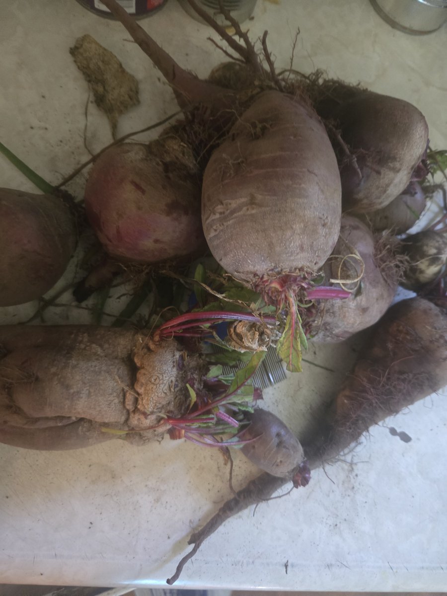 Edward48463192's tweet photo. Some beats and a bit of onion  feeding the rabbits with the weeds. A garden with purpose! https://t.co/WvZ7szedgB
