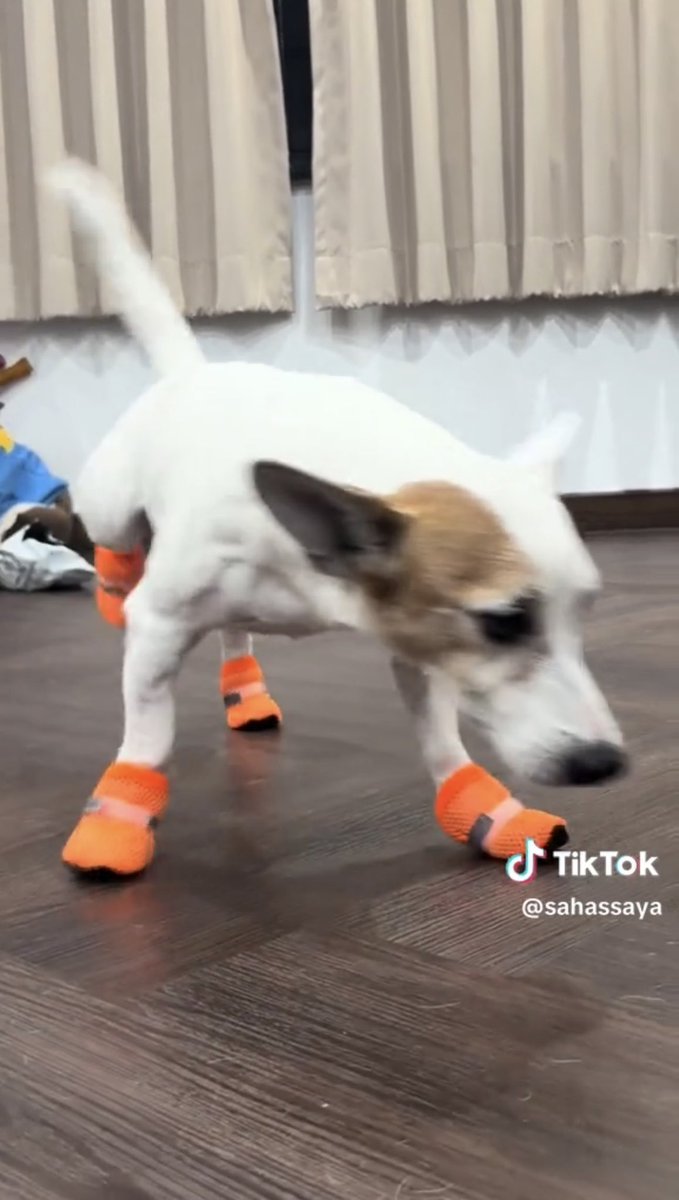 TraceCheng's tweet photo. Poor Mooping is back for another episode. This time, Sonya was the one who put those heavy shoes on 😂

#mooping #Pangsahassaya 
#SonyaSaranphat https://t.co/gVMOXotUue