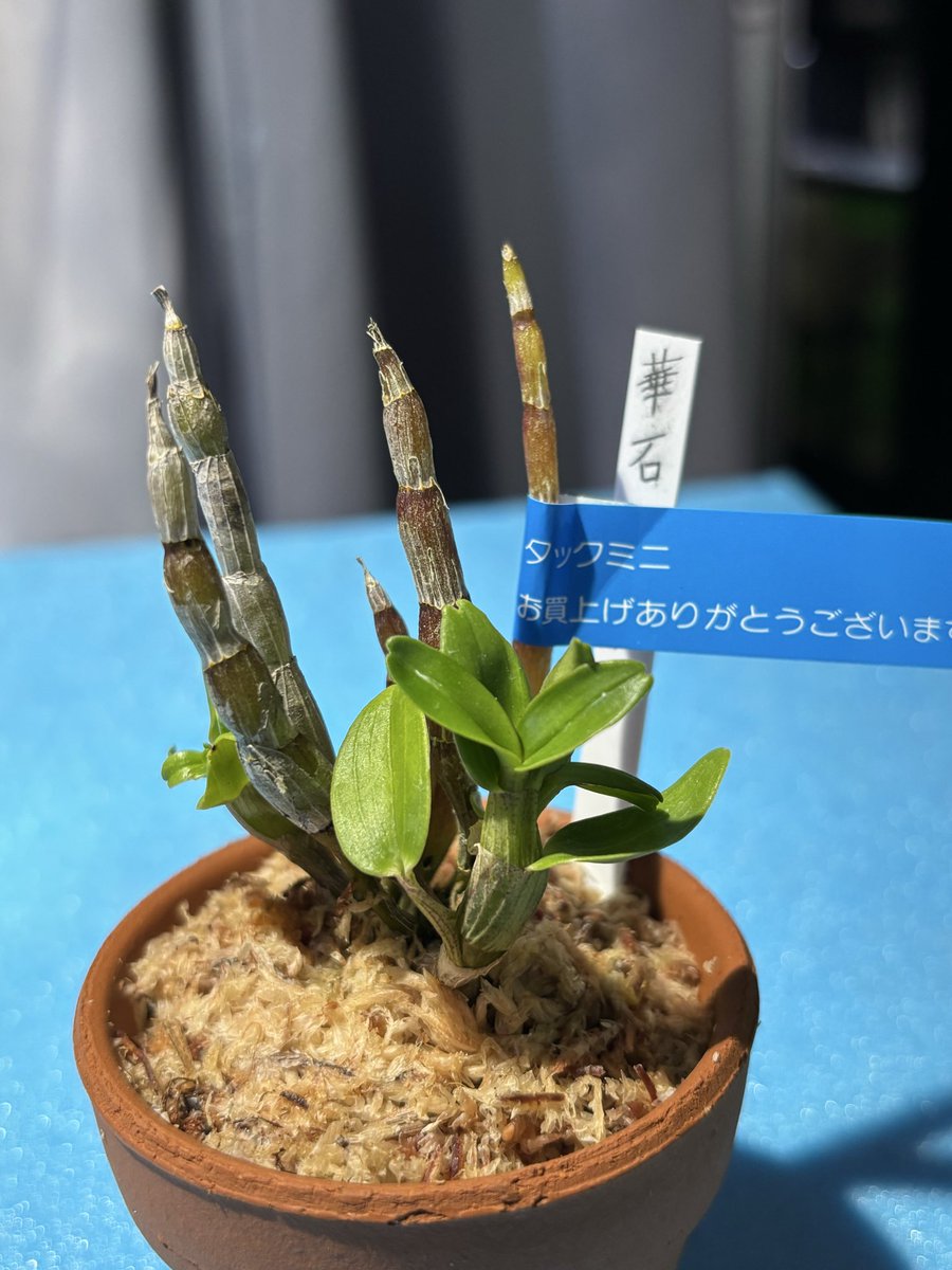 hakuto142's tweet photo. 仕事後に村上園芸

今回は大美野店

金宝
華石
赤羽の燕 https://t.co/gDKpZoenEu