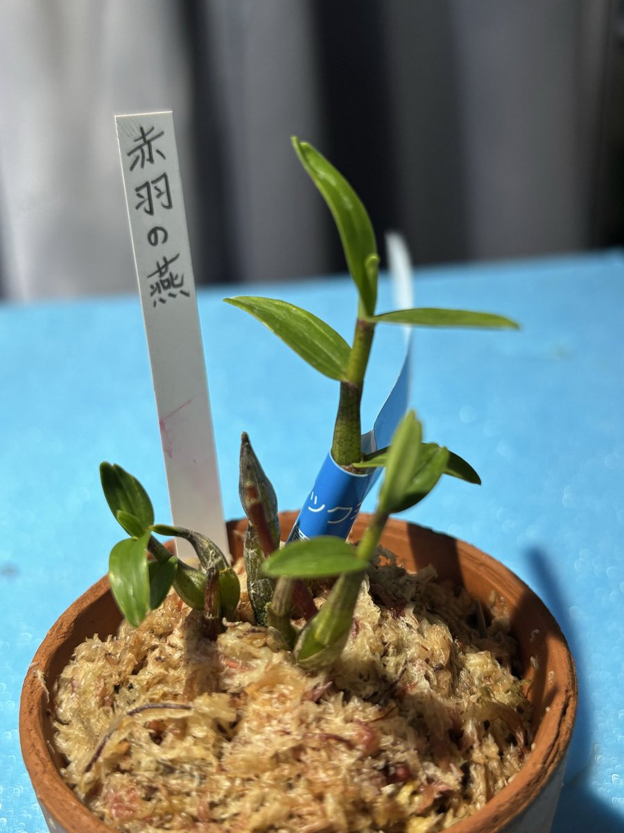 hakuto142's tweet photo. 仕事後に村上園芸

今回は大美野店

金宝
華石
赤羽の燕 https://t.co/gDKpZoenEu