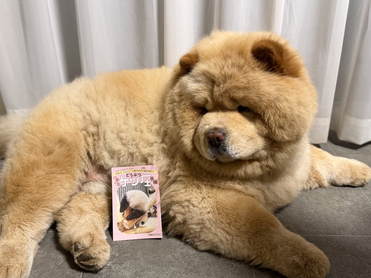 kurizo_chow's tweet photo. 本日発売の女性セブンにくり蔵の🍑が載った「ケツ圧手帳」がついてきます🤣
ぜひゲットしてください꒰ ฅ ´ᴥ` ฅ ꒱ https://t.co/FSkegqoqA2