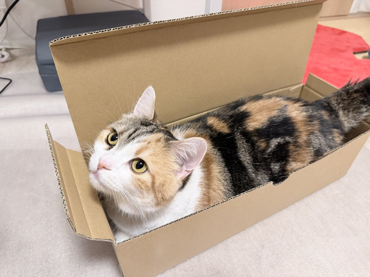 magicaltaro's tweet photo. ものすごい狭い(約15×45cm)段ボールに収まるコッちゃん😼
まるでコッコロの押し寿司😾

猫ってこんなところにも入り込めてすごいね😼

#猫のいる暮らし
#ねこかわいいね https://t.co/7J8LcE28nR