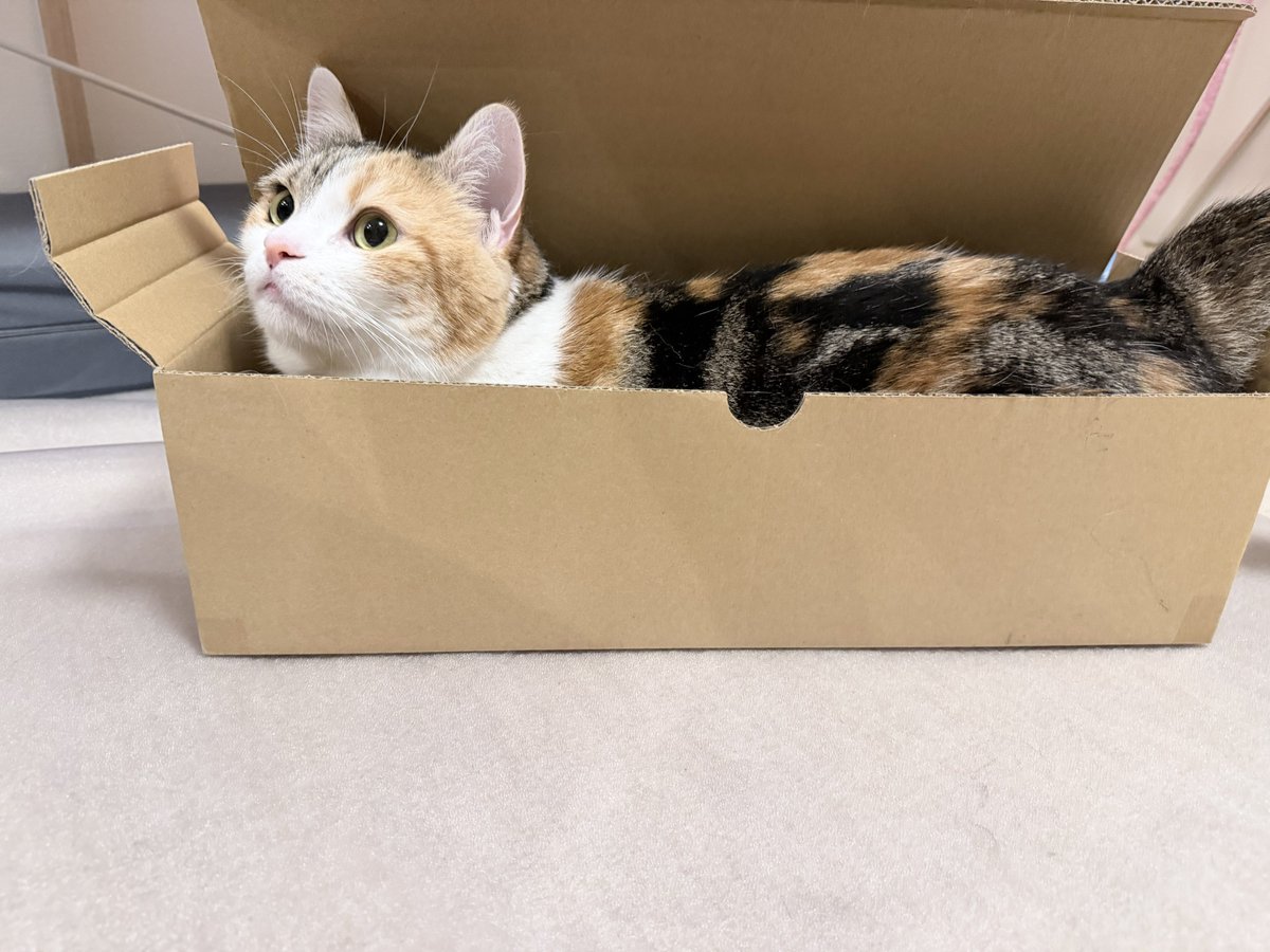 magicaltaro's tweet photo. ものすごい狭い(約15×45cm)段ボールに収まるコッちゃん😼
まるでコッコロの押し寿司😾

猫ってこんなところにも入り込めてすごいね😼

#猫のいる暮らし
#ねこかわいいね https://t.co/7J8LcE28nR