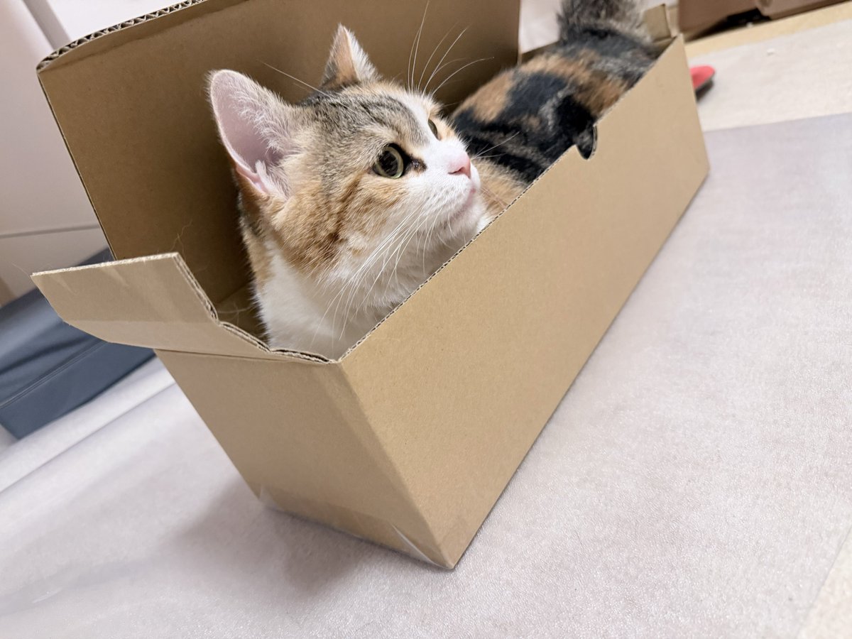 magicaltaro's tweet photo. ものすごい狭い(約15×45cm)段ボールに収まるコッちゃん😼
まるでコッコロの押し寿司😾

猫ってこんなところにも入り込めてすごいね😼

#猫のいる暮らし
#ねこかわいいね https://t.co/7J8LcE28nR