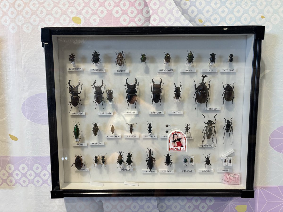 alreadybreak's tweet photo. @tadanoahirudesu ソラマチでやってる大昆虫展に行ってきました！ぼくなつで覚えた虫がたくさんいましたよ〜！！近くにポケセンもあるのでお暇があればぜひ！！ https://t.co/UqeUFAgBcA