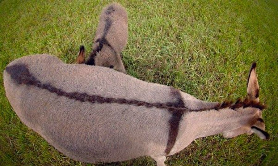8_bit_Tom's tweet photo. @WallStreetApes Did you know the donkey has a cross on its back?
Jesus rode the donkey into Jerusalem, and God used it to speak to Balaam. 
Fun Fact I just learned earlier. https://t.co/YYiLLccVL9