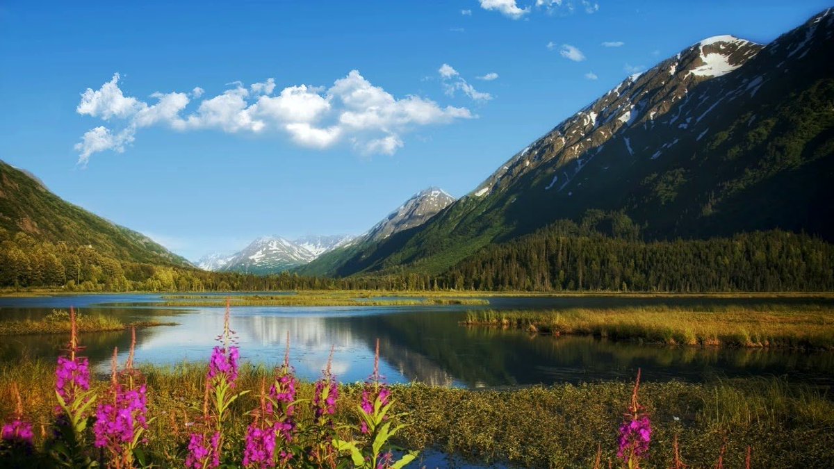 Song7v5D47's tweet photo. Lake with wildflowers

 A bright summer landscape featuring a crystal-clear mountain lake, blooming purple wildflowers in the foreground, and majestic peaks under a blue sky. https://t.co/bo2NBLD9Q8