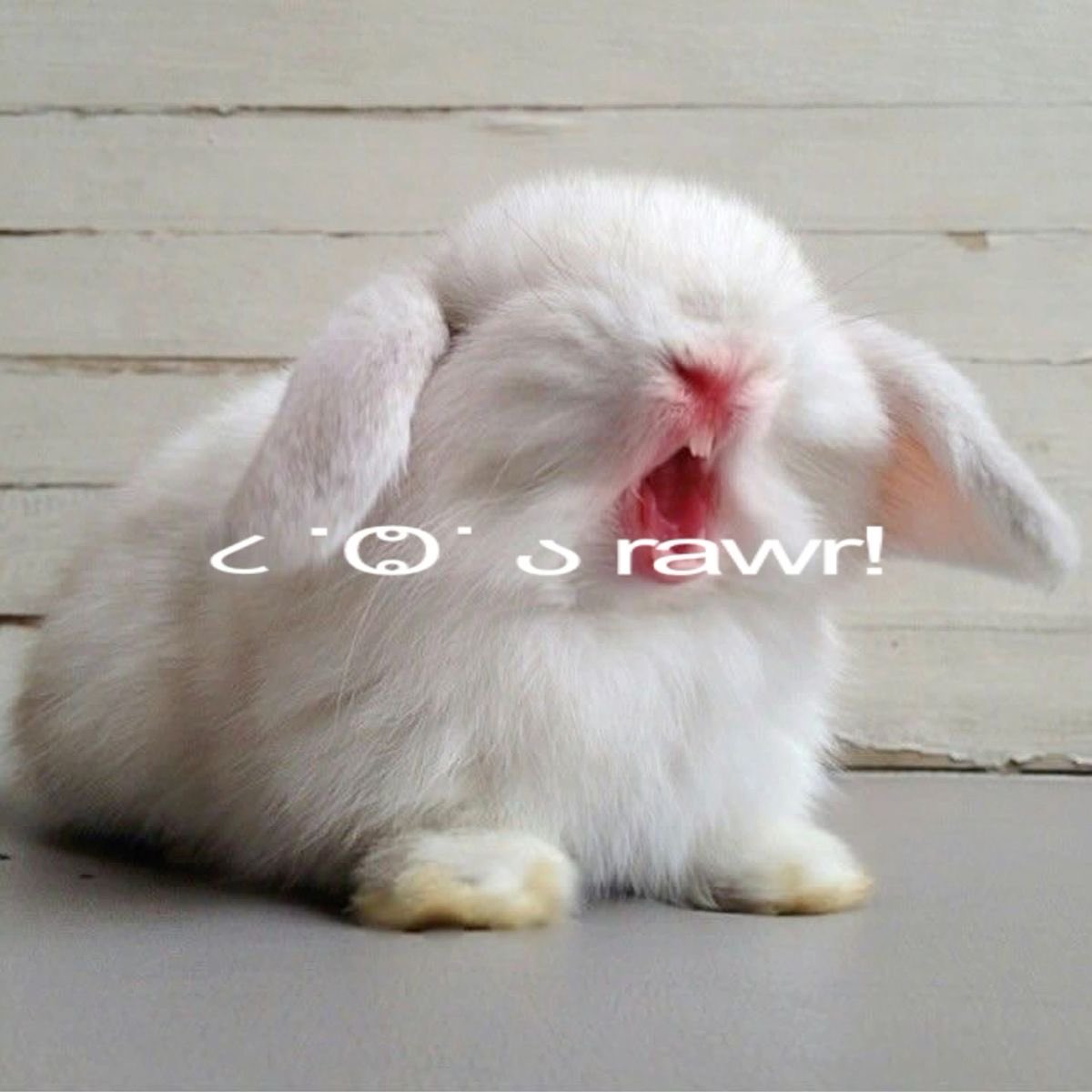Bunnies's tweet photo. https://t.co/GJGnKYsA3g