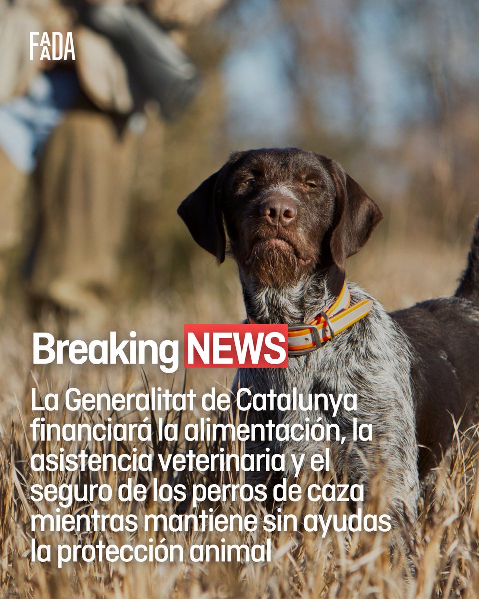 FAADAorg's tweet photo. 📢Desde FAADA denunciamos públicamente el vergonzoso cambio de prioridades de la @gencat. Con la publicación de la Orden ARP/142/2026, de 27 de julio, el Govern ha aprobado una nueva línea de subvenciones públicas para fomentar la captura de jabalíes y la venta de su carne, destinando dinero a financiar la alimentación, la atención veterinaria y los seguros de los perros de las sociedades de cazadores y gestores cinegéticos.

😥Este contraste evidencia un modelo de prioridades que da la espalda a las entidades de protección animal, a las administraciones locales y, en definitiva, al bienestar de los animales.

📢@salvadorilla @SilviaPaneque @territoricat @oscarordeig @agriculturacat 

https://t.co/b7T0nHhSMc