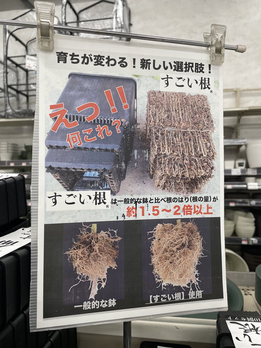 Lophoru's tweet photo. 根っこ革命すごい根🌵✨ https://t.co/Ej38ijDgRJ