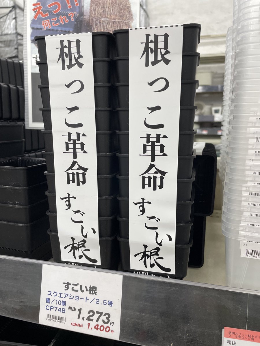 Lophoru's tweet photo. 根っこ革命すごい根🌵✨ https://t.co/Ej38ijDgRJ