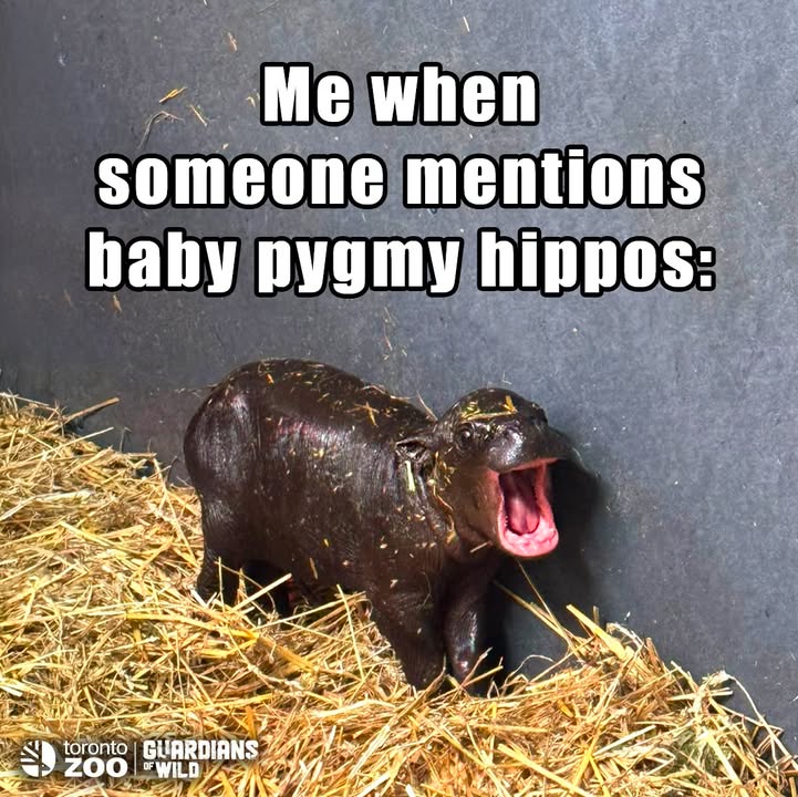 TheTorontoZoo's tweet photo. The baby pygmy hippo memes have arrived. 🦛✨ https://t.co/h3nMvCiwIL