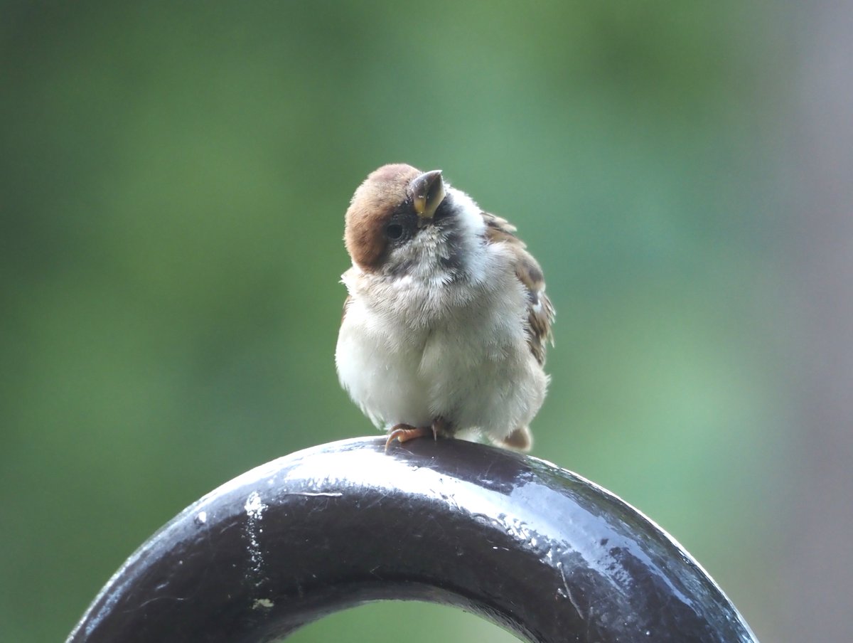 chunchu0803's tweet photo. はて❓

#すずめ #sparrow 
#ちゅん活 https://t.co/NuFM12BItx