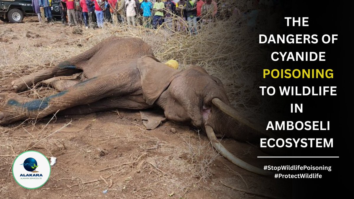 AlakaraC's tweet photo. 🚨 5 Dangers of Cyanide Poisoning to Wildlife

📌It Kills animals within minutes.
📌Poisoned carcasses kill vultures, hyenas &amp; other scavengers.
📌Disrupts food chains and entire ecosystems.
📌Threatens endangered species &amp; biodiversity.
📌Contaminates soil, water &amp; environment. https://t.co/6ZPbK41kNn