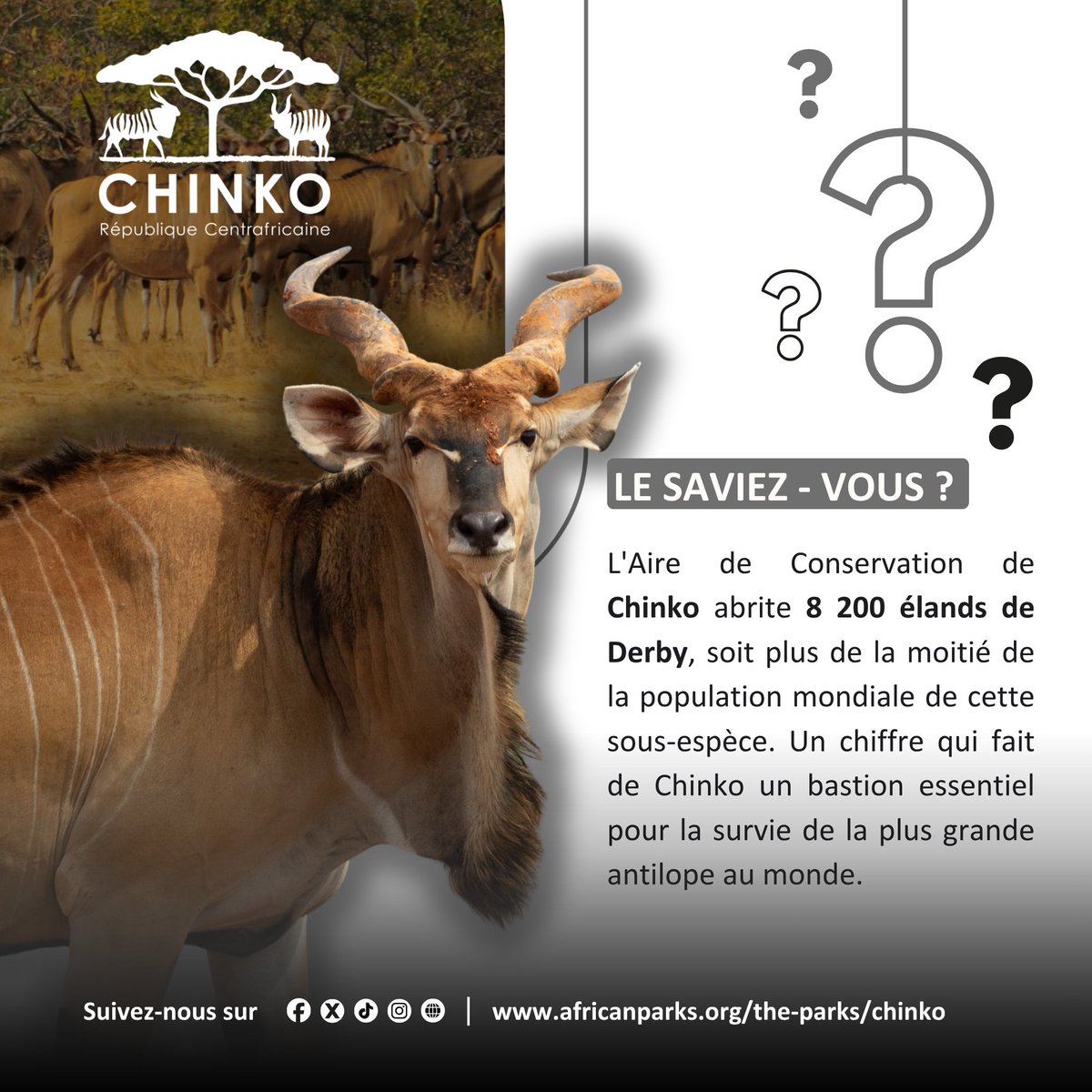 ChinkoRCA's tweet photo. Le saviez-vous ? Chinko, un vrai sanctuaire pour l'éland de Derby.

📷 : Irene Galera

#Chinko #AfricanParks #ElandDeDerby #Conservation #RCA https://t.co/nZ9sf6idGO