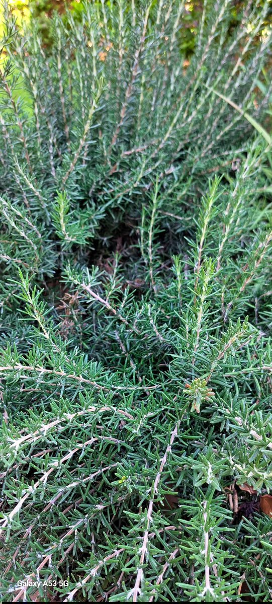 FlorenceWengua's tweet photo. Most people use rosemary for cooking... but,  that is not the whole story. 
Research suggests that, rosemary may help support:
Better memory & focus; Heart health; Digestion;  and Healthy hair
If you have learned something new today, please share with someone who loves natural wellness.

What is your favorite way to use rosemary?