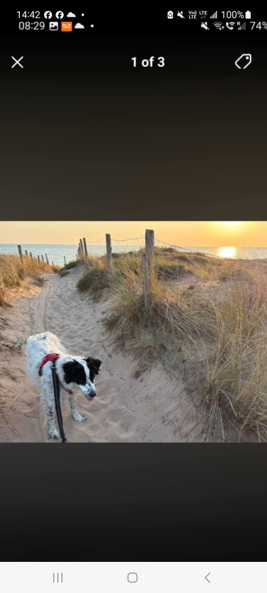 BRINDILLE851's tweet photo. ·entraid'oleron.
Claude Charton 
Bonjour,
Je me permets de relancer l’annonce car mon fils et ma belle fille recherchent toujours leur chienne Raven qui s est enfui du mobilhome où ils passent leurs vacances au camping Les Seulieres aux Huttes (commune de Saint Denis).
Des personnes l’ont aperçu prenant la piste cyclable direction Saint Denis, d’autres l’ont vu près de l’entrée de la plage proche de la forêt. Nous l’avons cherché sans relâche jusqu’à ce que la route ne soit plus visible mais pas de nouvelles d’elle.
Sa fuite à été signalée partout.
Mais si vous avez la moindre information, si vous l’avez entraperçu. Appelez les au 0635544422 ou envoyez leur un sms svp  car ils ne captent  pas bien du camping donc si vous nous mettez un message sur la publication ils risquent de ne pas le voir immédiatement.
Un grand merci pour votre aide, un petit garçon de 4 ans attend désespérément de retrouver sa meilleure amie …
Si vous pouvez en parler autour de vous, montrer l'annonce ou la partager peut être sur des sites de la région et les alentours.  Merci beaucoup.