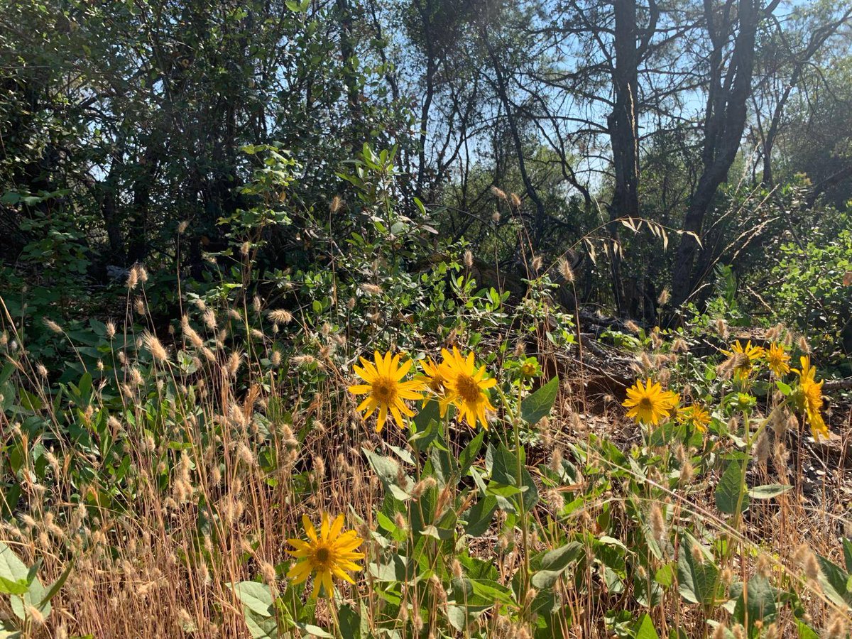 cbgrassrootsre's tweet photo. Price reduced: nearly 10 acres in Grass Valley 🌲
Secluded Retrac Ranch setting with easy access—private land like this stays in demand in Grass Valley.
More: https://t.co/WzaJUoBvJw
#GrassValley #LandForSale https://t.co/WYQ4v8lQvd