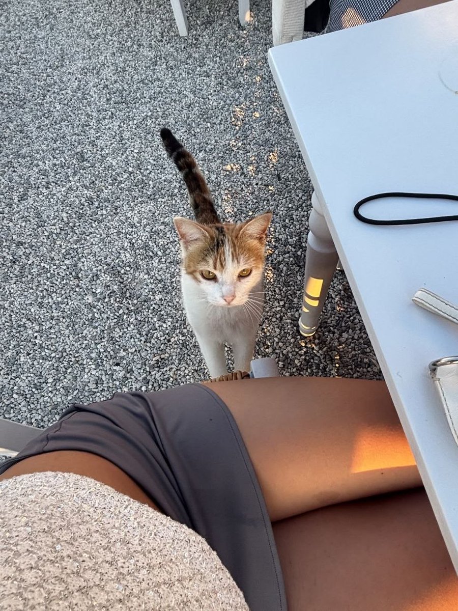 Ecekeyfi's tweet photo. sanslı kedi😅😅 https://t.co/axrJeTf8mS