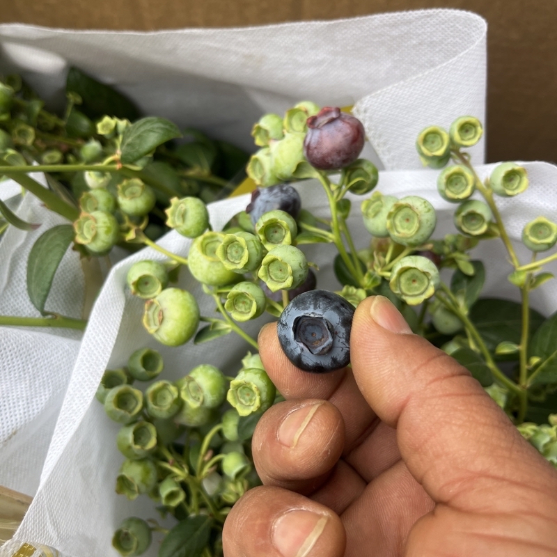LesterBast18's tweet photo. Just tried the premium wild blueberry blend from local farm—bursting with natural sweetness, plump texture, and no added sugar! Perfect for oatmeal or smoothies. Highly recommend for fruit lovers! https://t.co/Lj73I6ZN9q