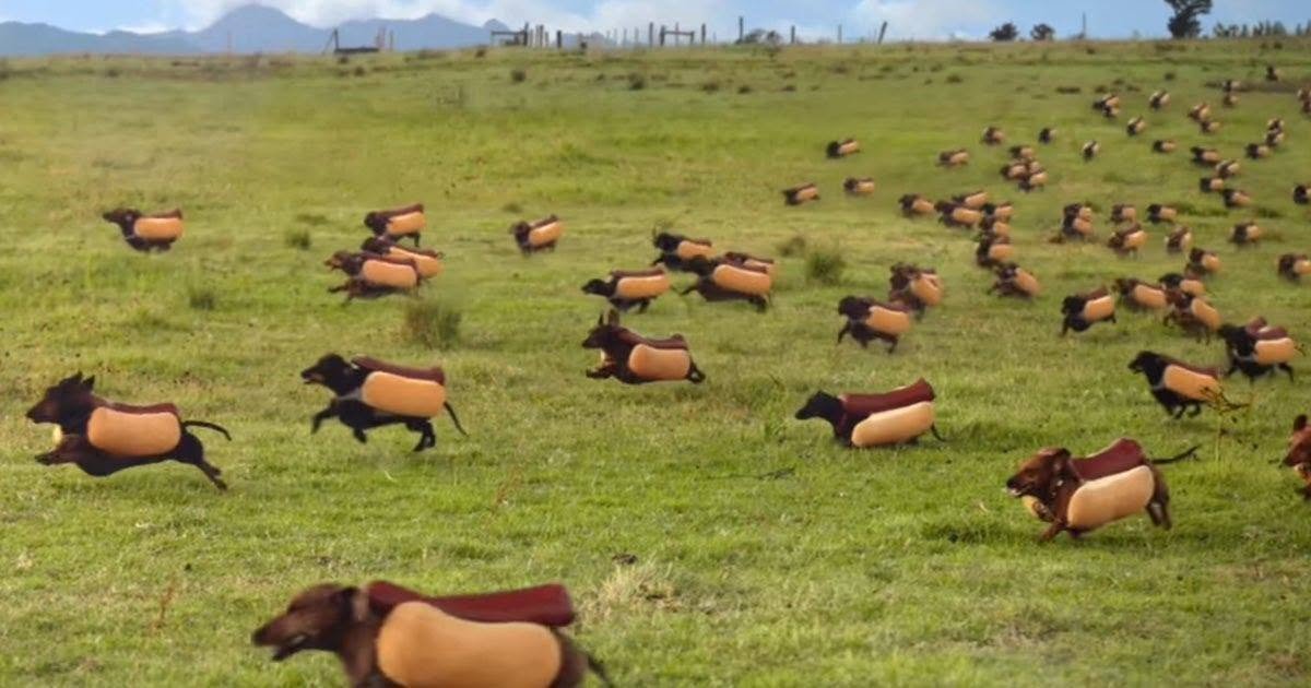 salsichinhas's tweet photo. Cachorros salsichas em seu habitat natural https://t.co/8BQEHrw2Un