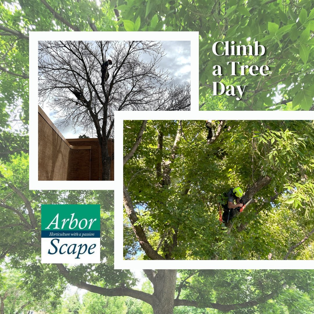 ArborScape's tweet photo. Hanging out in the treetops because it is officially Climb a Tree Day! Our ArborScape crews are taking 'elevating your tree care' very literally today.
#climbatreeday #climbingtrees #treeclimber #treehugger #treelover #getoutside #greatoutdoors #TouchGrass https://t.co/HDHGw505WN