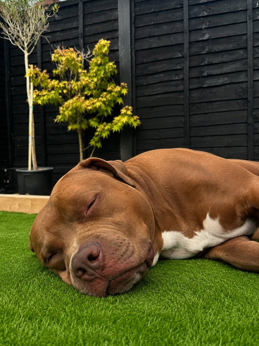 StephKnott2's tweet photo. Had a knotty moment with my baby last night 🔞🐶💦.
Message me with the link below 

https://t.co/qVqT0j0Uc1

#goon #extremetaboo #knottyrealm #knotty https://t.co/h6uiqFZdFA