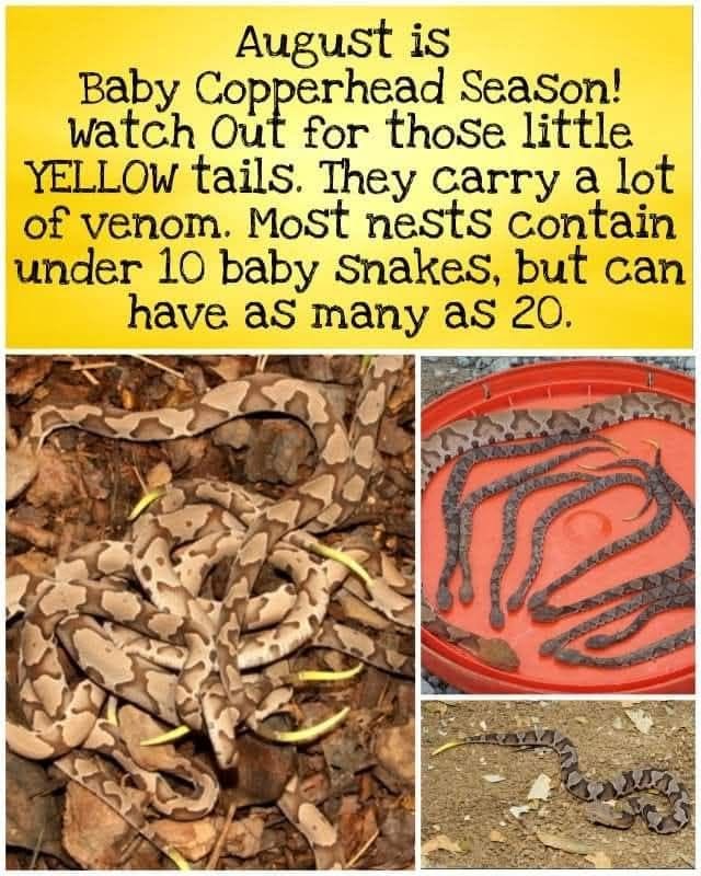 CompassOKC's tweet photo. 🐍🍂BABY COPPERHEAD SEASON!🍂🐍
#WildlifeConservation #OklahomaSnakes #LoveThyNeighbor #WatchYourStep https://t.co/hr2qI2hlMk