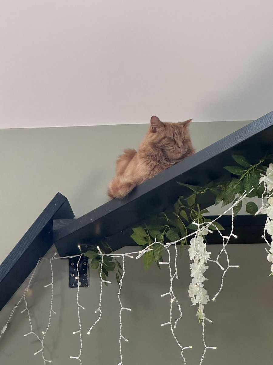 Pawsandclaws99's tweet photo. Must have been a hard day for Mario. #cats https://t.co/xZj8FJHusC