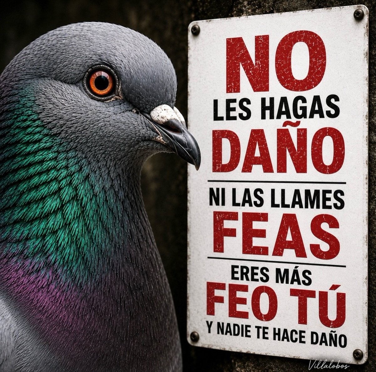 Dama_DeLobos's tweet photo. #PalomasSi https://t.co/6BfUhyuLD2