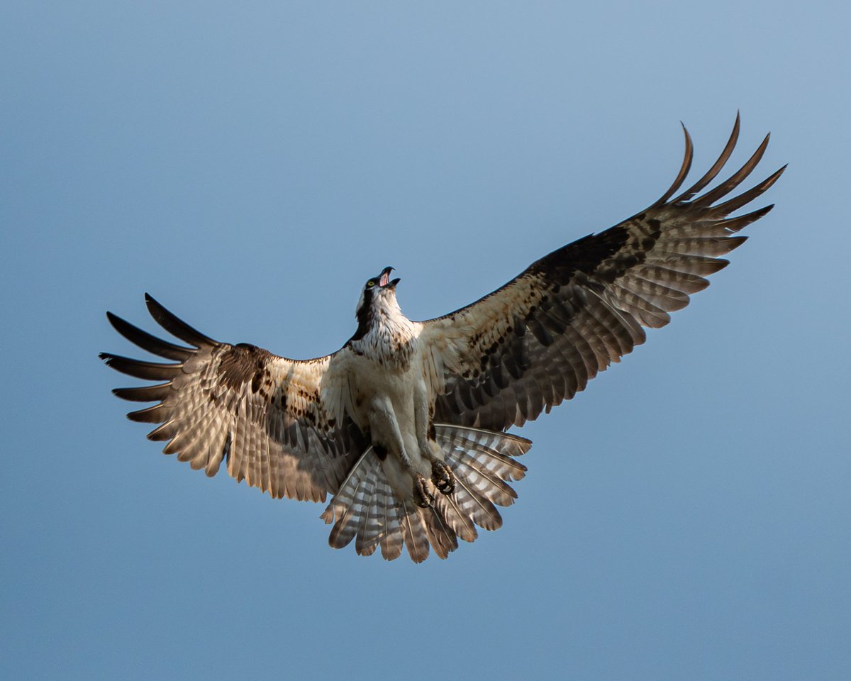 _natastrophe_'s tweet photo. I <3 ospreys https://t.co/1p9e45tbLk