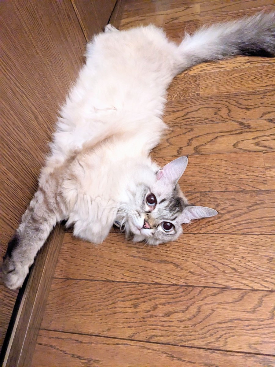 KusanagiMizuho's tweet photo. まだビクッとする揺れが時々ありますが、私も猫も元気にしてます。
あたたかいメッセージ下さった方ありがとうございます。

観測史上一番の暑さが今来るとは
知ってる学校の体育館にも冷房ないから、避難所もだけど夏場体育や部活どうしてるんだろと心配…
難しいだろうけど改善されていって欲しい https://t.co/wAe5W2wfiV